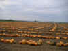 PICT0093.jpg (94794 Byte)